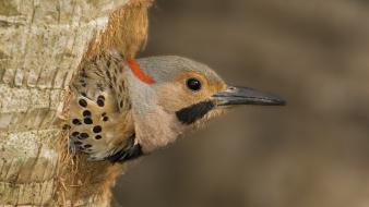Florida woodpecker birds wallpaper