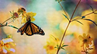 Flowers insects butterflies wallpaper