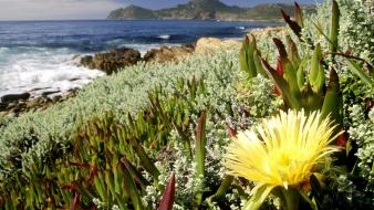 Flowers south africa national park cape town