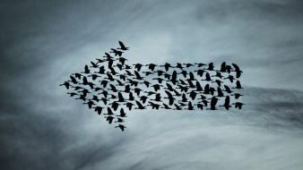 Flying shapes arrows birds wallpaper