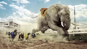 Humor dogs funny elephants races photomanipulation fun