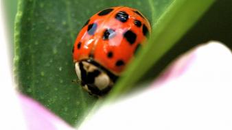 Insects leaves macro ladybirds wallpaper