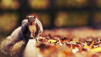 Nature animals leaves squirrels autumn wallpaper