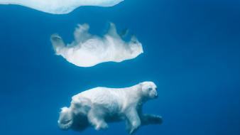Nature animals national geographic bears polar wallpaper