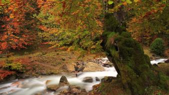 Nature forest rivers autumn wallpaper