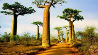 Nature trees madagascar roads wallpaper