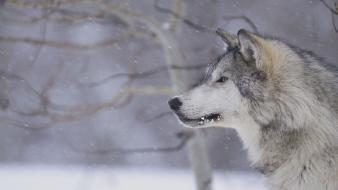 Snow animals gray wolf wallpaper