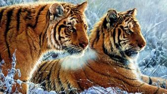 Snow animals tigers wallpaper