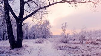 Sunset winter snow trees white cold landscapes wallpaper