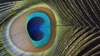 Textures feathers macro peacocks