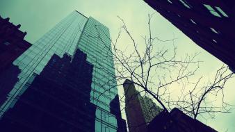 Trees glass buildings new york city wallpaper