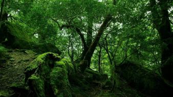 Trees jungle forest moss wallpaper