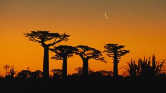 Trees madagascar baobab wallpaper