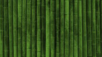 Wall bamboo wallpaper