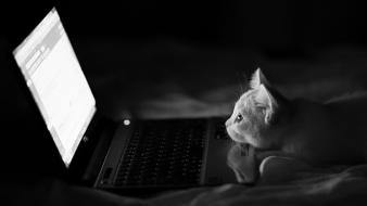 White cats funny laptops kittens gmail animals wallpaper