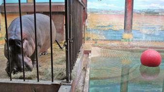 Animals national geographic cage washington dc hippopotamus zoo wallpaper