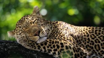 Animals south africa sleeping leopards wallpaper