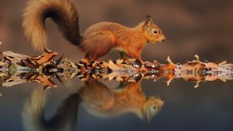 Animals squirrels reflections wallpaper
