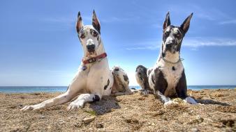 Beach sand animals dogs skies wallpaper