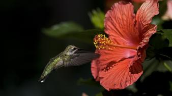 Birds animals hummingbirds hibiscus wallpaper