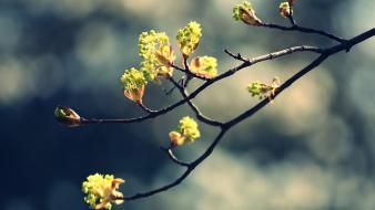 Blossom twig wallpaper