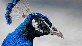 Blue animals peacocks birds wallpaper