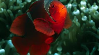 Clownfish sea life wallpaper
