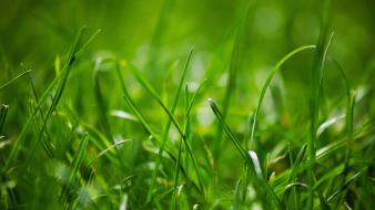 Green grass lawn grassland wallpaper