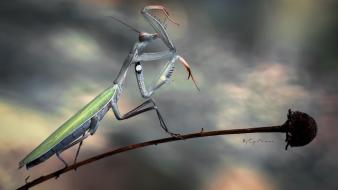 Insects praying mantis wallpaper