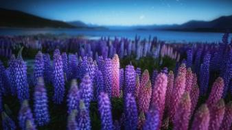 Landscapes nature flowers lupine wallpaper