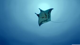 Manta ray sea life wallpaper