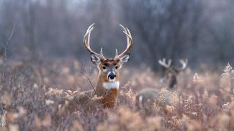 Nature animals deer wallpaper