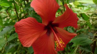 Nature flowers hibiscus red wallpaper