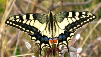 Nature insects butterflies wallpaper