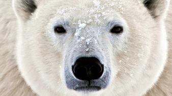 Nature polar bears white bear wallpaper