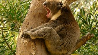 Nature trees animals koalas yawns wallpaper