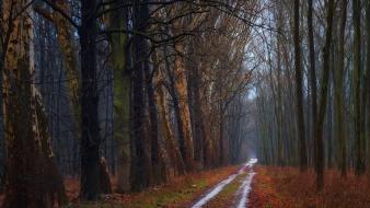 Nature trees forest roads the road autumn wallpaper