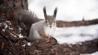 Nature winter snow trees animals squirrels wallpaper