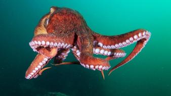 Ocean nature octopus underwater seascape alexander semenov sea wallpaper