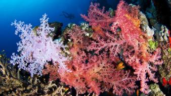 Ocean nature underwater coral reef alexander semenov sea wallpaper