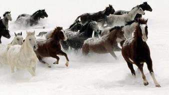 Snow animals horses running wild wallpaper