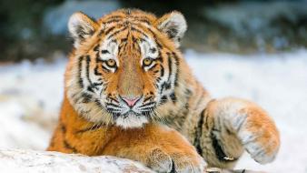 Snow tigers wallpaper