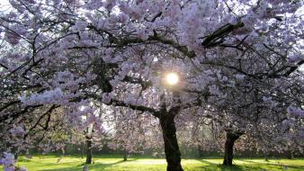 Sun trees blossom spring wallpaper