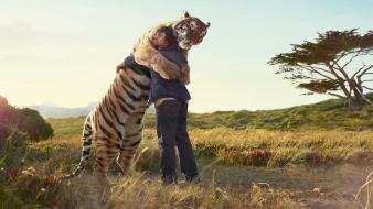 Tigers funny hugging wallpaper