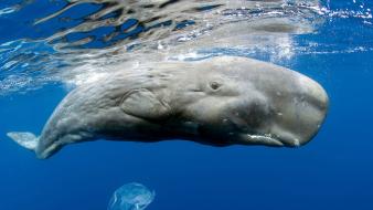 Water jellyfish whales underwater sea wallpaper