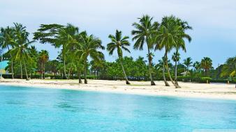 Water landscapes nature beach trees palm bahamas wallpaper