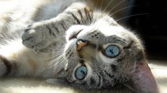 Cats blue eyes animals sunlight upside down wallpaper