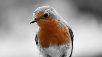 Close-up animals robins birds wallpaper