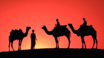 Desert silhouette camels sahara wallpaper