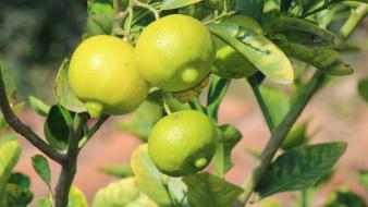 Fruits limes fruit trees wallpaper